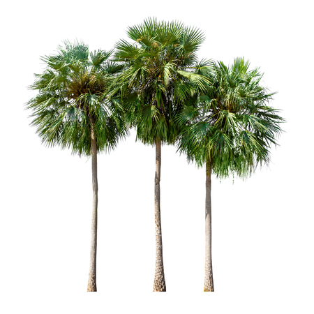 Group of sugar palm tree or toddy palm isolated on white backgroundの写真素材