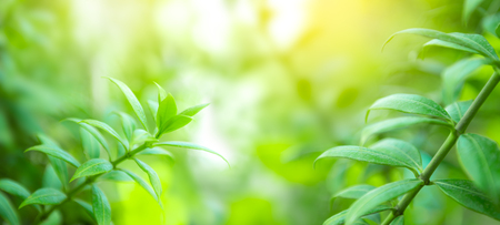 Soft and blur natural green leaf on blurred greenery background with copy spaceの写真素材