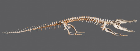 Crocodile skeleton isolated on grey background with clipping pathの写真素材