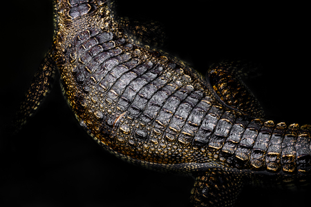 Top view of crocodile emerge from the waterの写真素材