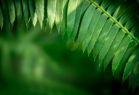 Soft and blur natural palm foliage on blurred greenery backgroundの写真素材