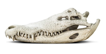Crocodile skull isolated on grey background with clipping pathの写真素材
