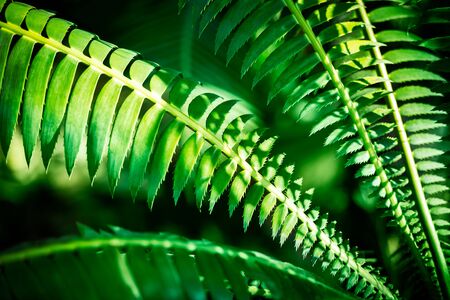 Soft and blur natural palm foliage on blurred greenery background