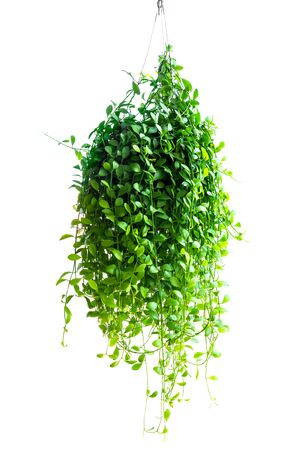 Hanging Dave tree houseplant for home or garden decoration isolated on white backgroundの写真素材