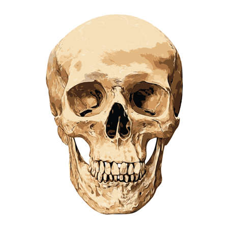 Human skull in front aspect isolated on white background, vector illustrationのイラスト素材