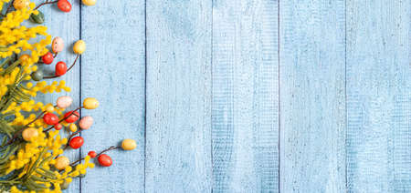 Easter decoration. A frame of yellow mimosa and twigs with colorful quail eggs on a background of blue wooden boards. Copy space, flat lay. Bannerの写真素材