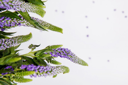 pattern flower Veronica blue on a white backgroundの写真素材