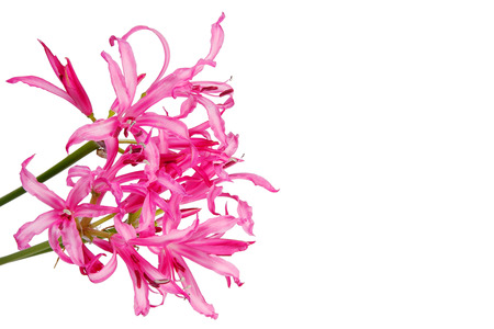 flower nerine pink color on white background isolatedの写真素材