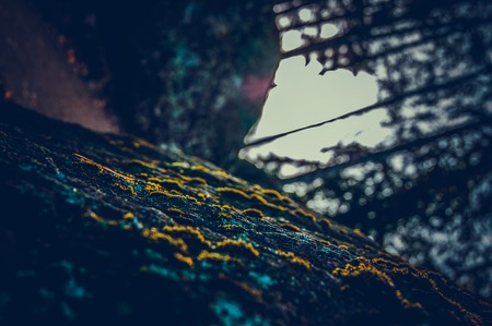 Moss on the stone. Abstract background. Inverted horizon in a cool vintage style.の写真素材