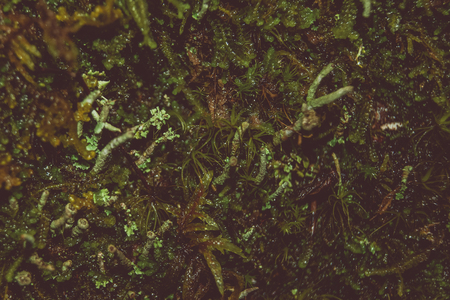 Forest moss in macro photography. Separate living world. Abstract background. Live vegetation.の写真素材