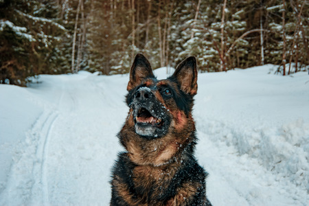 German Shepherd sitting in the middle of the forest and looking at the sky. Posing for a portrait that she wants to hang in a frame.の写真素材