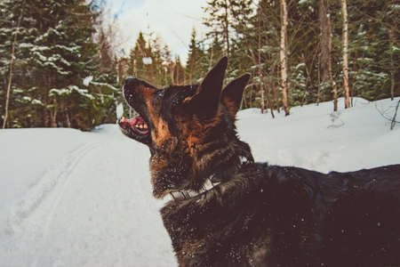 German Shepherd sitting in the middle of the forest and looking at the sky. Posing for a portrait...