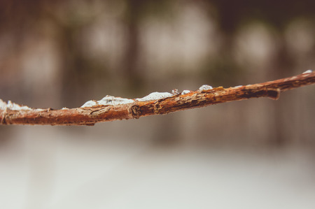 A branch of a tree when the snow melts. The arrival of spring and the change of year to spring mood.