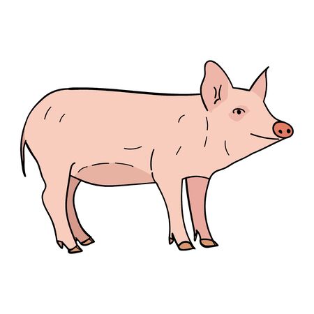 Pig in doodle style.  illustration on white background.の写真素材