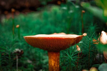 Mushroom in the forest. A fabulous summer forest and its inhabitants. Mysterious and mystical separation.の写真素材
