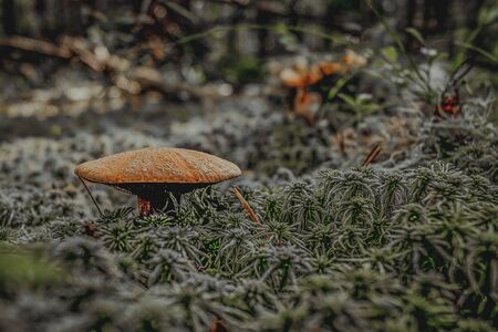 Mushroom in the forest. A fabulous summer forest and its inhabitants. Mysterious and mystical separation.の写真素材