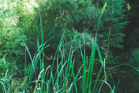 Reeds on the background of a forest lake. The green of the summer forest.