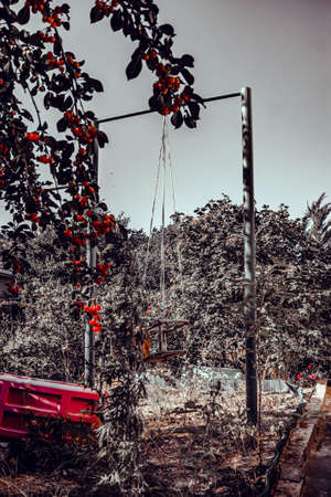 An overgrown and abandoned swing set in the middle of the forest. Lots of grass. Nature takes over....