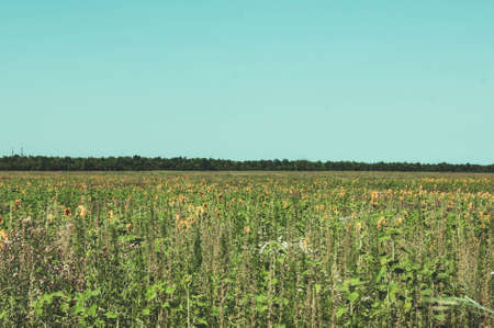 Field of sunflowers. Extraction of vegetable oil. The cultivation of sunflower. Nature background.