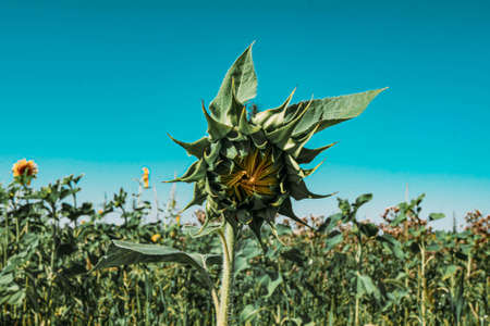 A sunflower in a field of sunflowers. Harvest of sunflowers. Collecting seeds in the summer. Extraction of vegetable oil.の写真素材