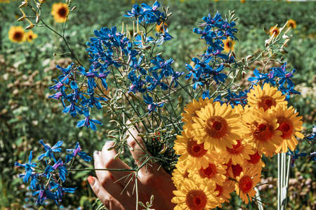 Colorful wildflowers. Bright and cheerful. Natural background of flowers. We collected a bouquet of flowers.の写真素材