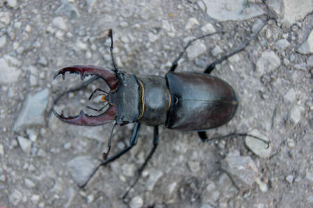 The stag beetle. A beetle in the red book. A very rare beetle. A beetle with horns in the wild.