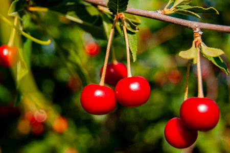 Red rich cherries on a branch. Very tasty and ripe. The variety of cherry Morel. Cherry trees in nature.の写真素材