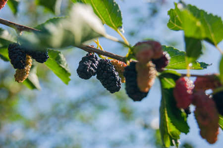 Mulberry berries on the branches. The berries of the mulberry tree. The berries look like scary caterpillars. Summer harvest. Gifts of natureの写真素材