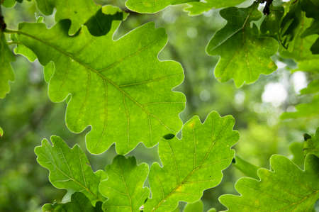Green background of wide leaves. Natural background. Live leaves in the summer.の写真素材