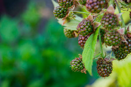 Fresh blackberries. Blackberry bush with berries Summer harvest. Summer in nature.の写真素材