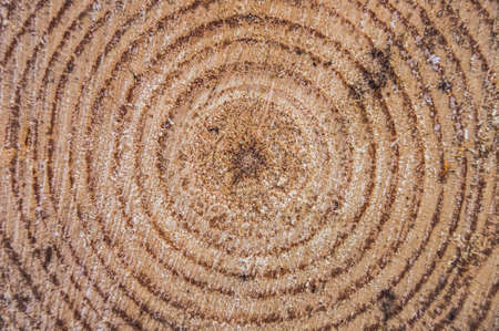 A cross-section of the tree trunk showing the growth rings. Natural wood background. The stylized treatment of the mood.の写真素材