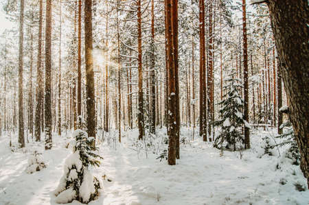 Winter forest. A snow-covered tree in the forest. Thick and dense winter cover. Lots of trees and...