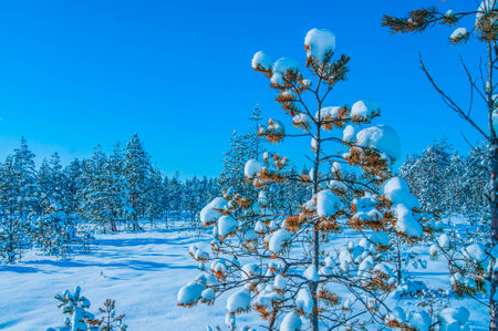 A branch of spruce in winter. Pine needles in the winter forest. Wildlife. The green color penetrates through the gray and cold winter. The stylized treatment of the mood.の写真素材