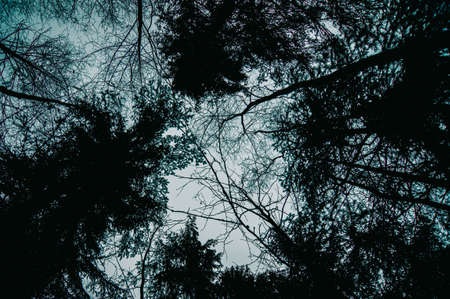 Dense crowns of trees. The winter forest sometimes looks very ominous. Background of branches. The stylized treatment of the mood.の写真素材