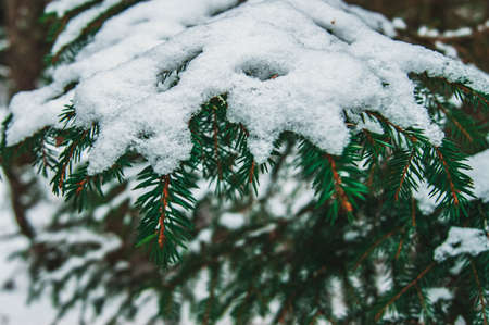 A branch of spruce in winter. Pine needles in the winter forest. Wildlife. The green color penetrates through the gray and cold winter. The stylized treatment of the mood.の写真素材