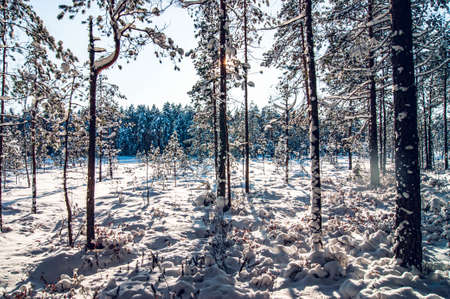 Winter forest. A snow-covered tree in the forest. Thick and dense winter cover. Lots of trees and branches. The stylized treatment of the mood.の写真素材