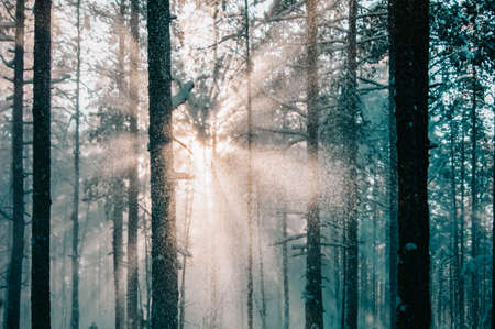 A ray of sunlight made its way through the dense thickets of the winter forest. Sanctifying the way and paving the way. Beautiful rays of the sun shimmering with snow. The stylized treatment of the mood.の写真素材