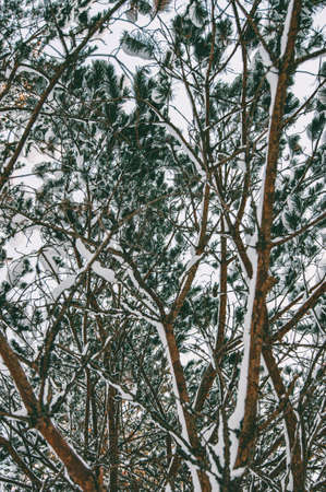 Winter forest. A snow-covered tree in the forest. Thick and dense winter cover. Lots of trees and...