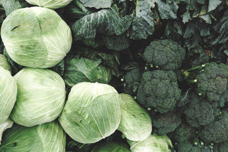Cabbage and broccoliの写真素材