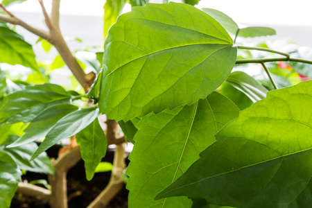 Green leaf hibiscus in detail near the windowの写真素材