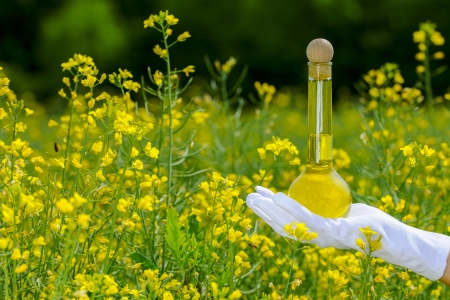 A bottle of naturel rapeseed oil in a rapefieldの写真素材