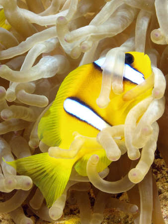 CLOWN FISH       の写真素材