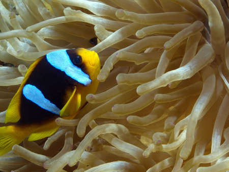 CLOWN FISH       の写真素材