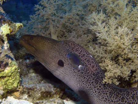 moray       