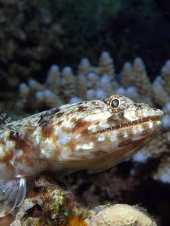 lizard fish    