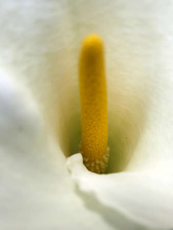 cala flowerの写真素材