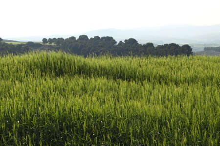 cereals fields in navarreの写真素材