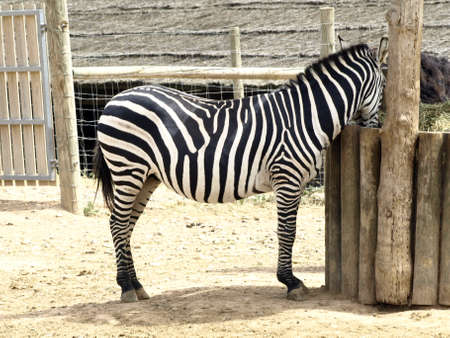 zebraの写真素材