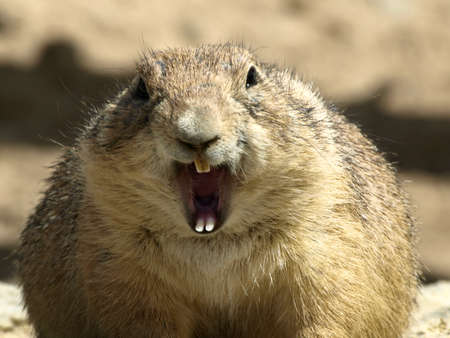 prairie dogの写真素材