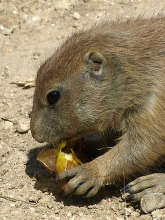 prairie dogの写真素材